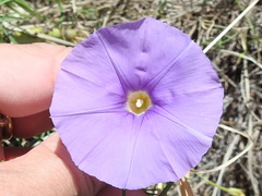 Ipomoea ternifolia leptotoma