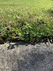 Bidens alba