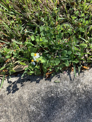 Bidens alba
