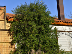Cestrum parqui