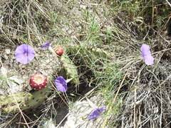 Ipomoea ternifolia leptotoma