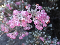 Erica passerina