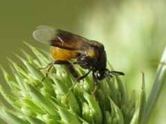 Ripiphorus subdipterus