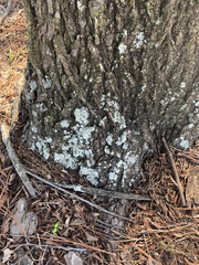 Lecanoromycetes