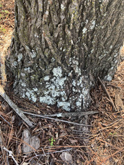 Lecanoromycetes