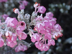 Erica passerina