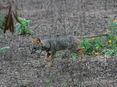 Lycalopex sechurae