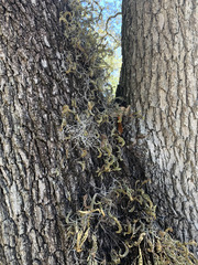 Pleopeltis michauxiana