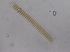 Fragilariales