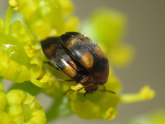 Anaspidinae