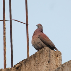Patagioenas cayennensis