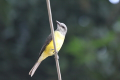 Tyrannus melancholicus