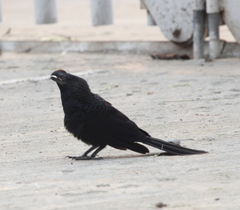 Crotophaga ani