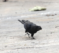 Crotophaga ani