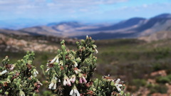 Erica pectinifolia