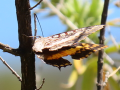 Charaxes pelias