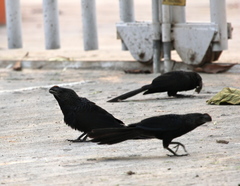Crotophaga ani
