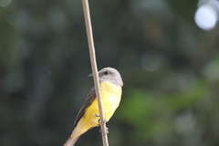 Tyrannus melancholicus