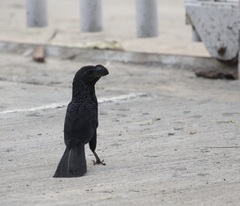 Crotophaga ani