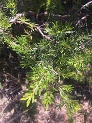Slender Sannantha (Sannantha virgata)
