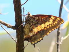 Charaxes pelias