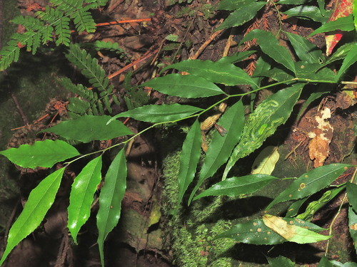 Ilex arisanensis (Ilex arisanensis)