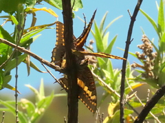 Charaxes pelias