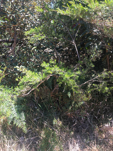Sannantha virgata, photograph 4