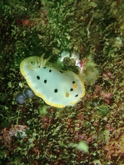 Chromodoris orientalis