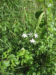 Ornithogalum pyramidale