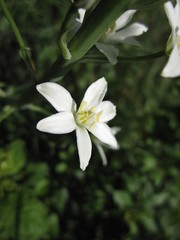 Ornithogalum pyramidale