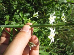 Ornithogalum pyramidale