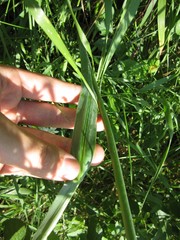 Ornithogalum pyramidale