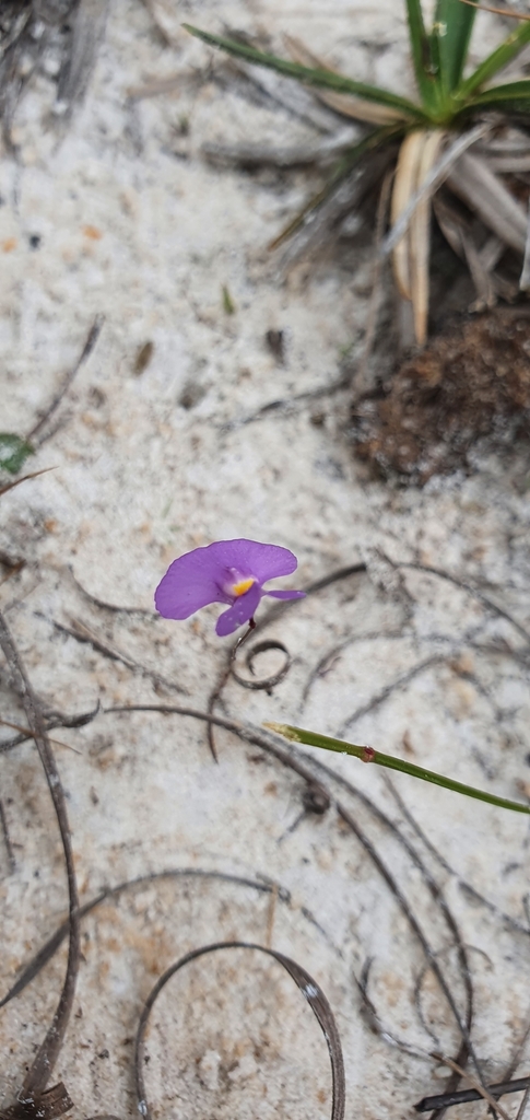 Utricularia purpureocaerulea A.St.-Hil. & Girard 3