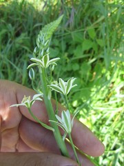 Ornithogalum pyramidale