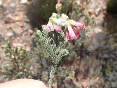 Erica pectinifolia