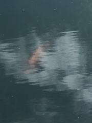 Amphilophus citrinellus