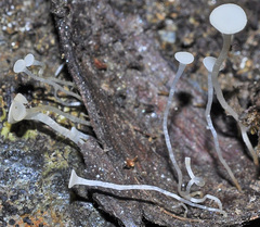 Hymenoscyphus scutula