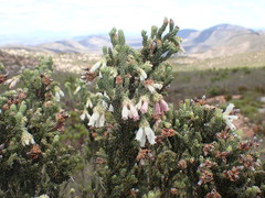 Erica pectinifolia
