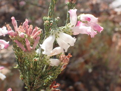Erica pectinifolia