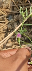Vicia sativa nigra