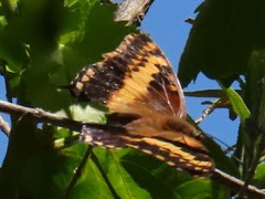 Charaxes pelias