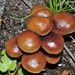Hypholoma ericaeum - Photo (c) faluke, some rights reserved (CC BY-NC), uploaded by faluke