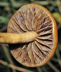 Hypholoma ericaeum