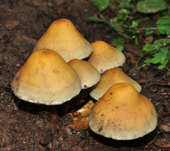 Hypholoma ericaeum