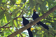 Musophaga rossae