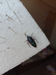 Lampromicra