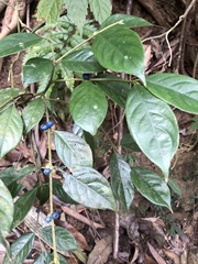 Lasianthus hispidulus