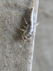 Ctenolepisma longicaudatum
