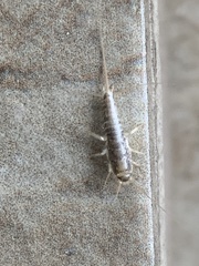 Ctenolepisma longicaudatum